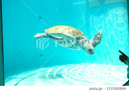水族館の水槽で泳ぐウミガメ 133568994