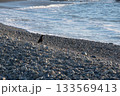 海岸に佇むカラス 133569413