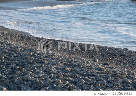 海岸に佇むカラス 海岸に佇むカラス 133569413