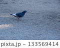 神社の境内を歩くドバト 133569414