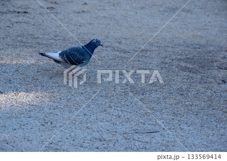 神社の境内を歩くドバト 133569414