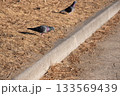 道路を歩く二匹のドバト 133569439