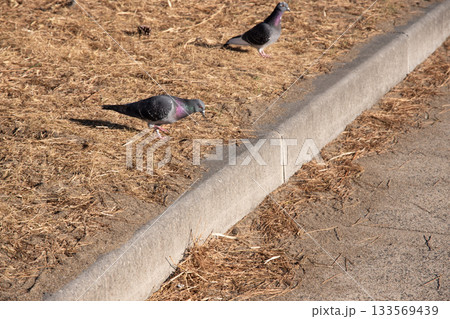 道路を歩く二匹のドバト 133569439