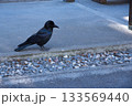 神社の境内を歩くハシブトガラス 133569440