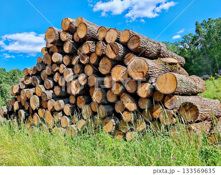 Large Stack of Freshly Cut Logs in Summer Forest. Tall pile of cut tree trunks stacked outdoors against a bright blue sky. Timber harvesting, forestry and wood industry concept on a sunny summer day. Large Stack of Freshly Cut Logs in Summer Forest. Tall pile of cut tree trunks stacked outdoors against a bright blue sky. Timber harvesting, forestry and wood industry concept on a sunny summer day. 133569635