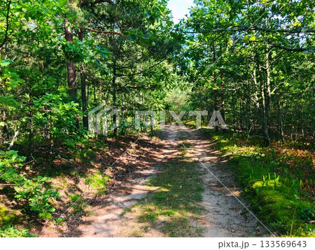 Sunlit Forest Road in Summer Pine Woods. Peaceful gravel road disappearing into dense green pine forest on a bright summer day, sunlight filtering through tall trees. 133569643