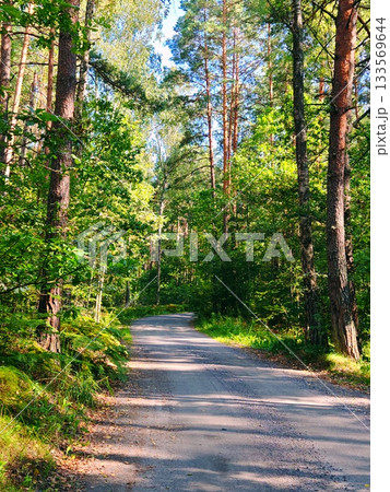 Sunlit Forest Road in Summer Pine Woods. Peaceful gravel road disappearing into dense green pine forest on a bright summer day, sunlight filtering through tall trees. 133569644