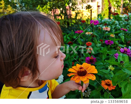 Toddler Smelling Orange Zinnia in Summer Garden. Little child in yellow shirt gently smelling a bright orange zinnia flower in a lush summer flowerbed full of colorful zinnias. 133569658