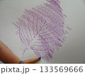 サクラの葉の凹凸を上に乗せた紙に紫色の色鉛筆でこすってフロッタージュする様子 133569666