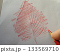 サクラの葉っぱの模様を紙の上から赤い色鉛筆でこすって写す様子 133569710