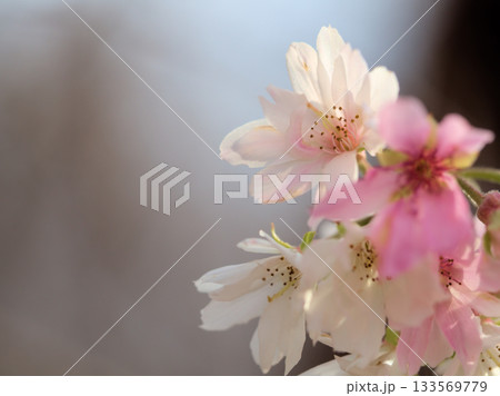 寒くなった11月に美しく咲いたサクラ「十月桜（ジュウガツザクラ）」 133569779