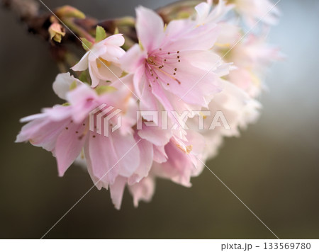 寒くなった11月に美しく咲いたサクラ「十月桜（ジュウガツザクラ）」 133569780