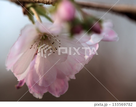 寒くなった11月に美しく咲いたサクラ「十月桜（ジュウガツザクラ）」 133569782