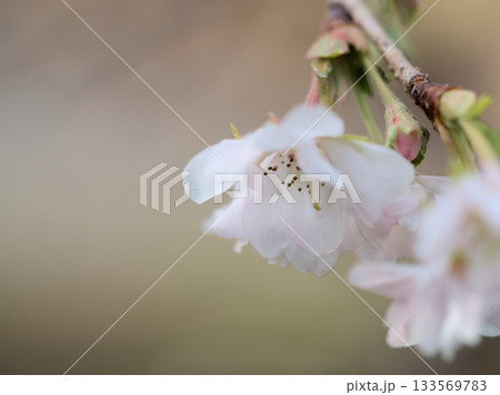 寒くなった11月に美しく咲いたサクラ「十月桜（ジュウガツザクラ）」 133569783