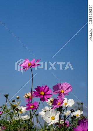 晩秋に咲くコスモスと青空のコピースペース 晩秋に咲くコスモスと青空のコピースペース 133569814