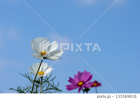 晩秋に咲くコスモスと青空のコピースペース 晩秋に咲くコスモスと青空のコピースペース 133569818