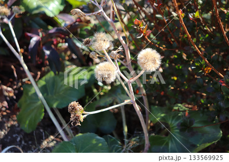 空間に彩りを添える花や植物 空間に彩りを添える花や植物 133569925