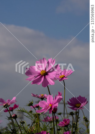 晩秋に咲くコスモスと秋空のコピースペース 133569963