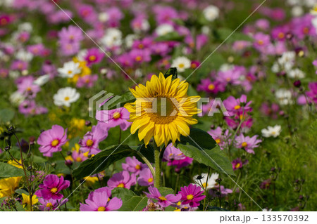 晩秋のコスモスとヒマワリのコラボレーション 晩秋のコスモスとヒマワリのコラボレーション 133570392
