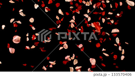 Flying Dark Red and Pink Rose Petals Isolated on Black Background. Freeze Motion VFX Overlay for Romantic Scenes, Cinematic Transitions and Graphics. Flying Dark Red and Pink Rose Petals Isolated on Black Background. Freeze Motion VFX Overlay for Romantic Scenes, Cinematic Transitions and Graphics. 133570406