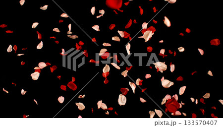 Flying Dark Red and Pink Rose Petals Isolated on Black Background. Freeze Motion VFX Overlay for Romantic Scenes, Cinematic Transitions and Graphics. Flying Dark Red and Pink Rose Petals Isolated on Black Background. Freeze Motion VFX Overlay for Romantic Scenes, Cinematic Transitions and Graphics. 133570407