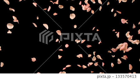 Flying Pink Rose Petals Isolated on Black Background. Freeze Motion VFX Overlay for Romantic Scenes, Cinematic Transitions and Graphics. Flying Pink Rose Petals Isolated on Black Background. Freeze Motion VFX Overlay for Romantic Scenes, Cinematic Transitions and Graphics. 133570413