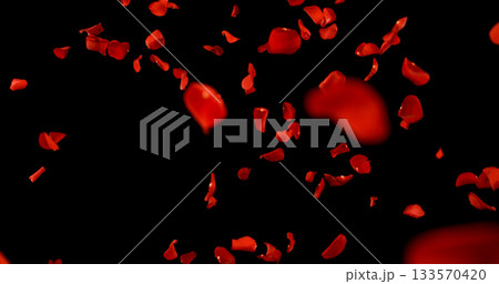 Flying Dark Red Rose Petals Isolated on Black Background. Freeze Motion VFX Overlay for Romantic Scenes, Cinematic Transitions and Graphics. 133570420