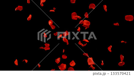 Flying Dark Red Rose Petals Isolated on Black Background. Freeze Motion VFX Overlay for Romantic Scenes, Cinematic Transitions and Graphics. 133570421