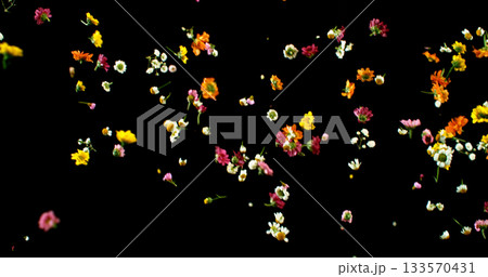 Flying Meadow Flowers in Freeze Motion. Colorful Wildflower Petals and Blooms on Black Background. VFX Overlay for Cinematic Scenes and Graphics. Flying Meadow Flowers in Freeze Motion. Colorful Wildflower Petals and Blooms on Black Background. VFX Overlay for Cinematic Scenes and Graphics. 133570431
