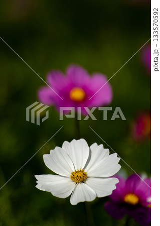 晩秋のコスモス畑 133570592