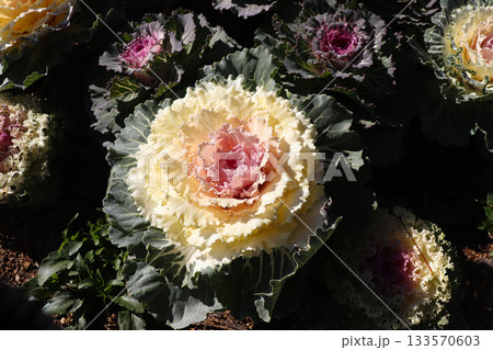 空間を彩る花や植物 空間を彩る花や植物 133570603