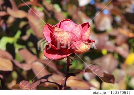 冬のバラ 133570612