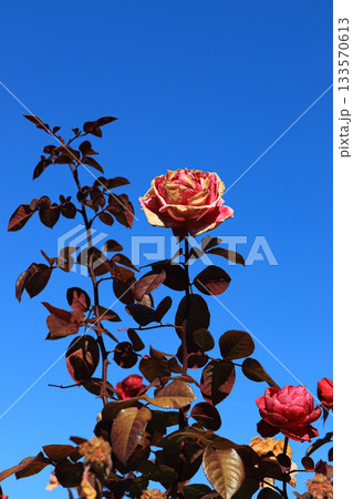 冬のバラ 133570613