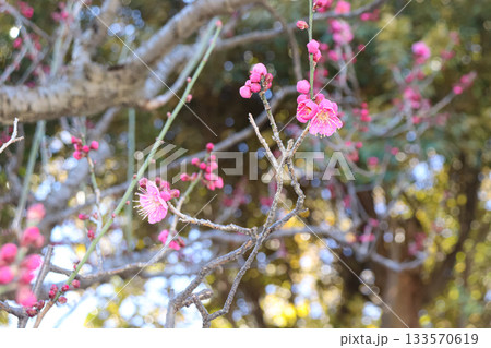 繊細で美しい梅の花 繊細で美しい梅の花 133570619
