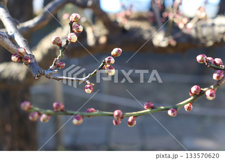 繊細で美しい梅の花 133570620