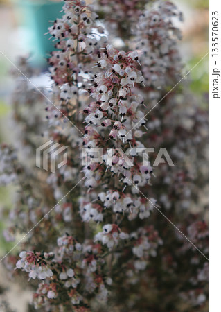 空間を彩る花や植物 空間を彩る花や植物 133570623