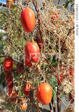 自生しているカラスウリ 自生しているカラスウリ 133570625