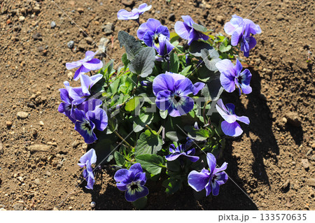 空間を彩る花や植物 空間を彩る花や植物 133570635