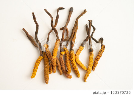 Cordyceps or Ophiocordyceps sinensis mushroom herb is fungus for used as medicine on white background. 133570726