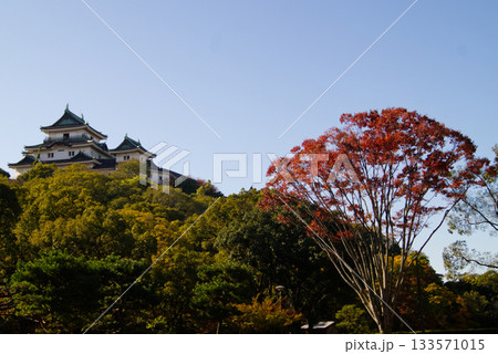 秋の紅葉し始めた木々に映える天守閣 133571015