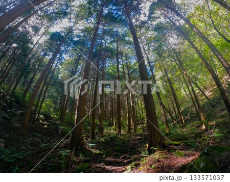 榛名山の樹林帯 榛名山の樹林帯 133571037