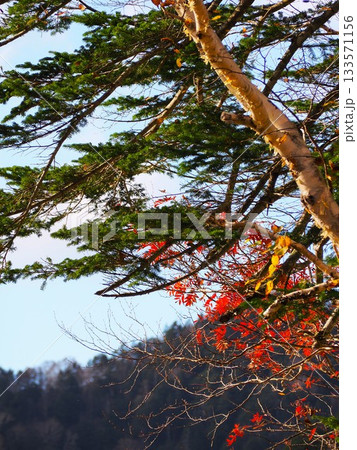 日光国立公園「菅沼」 133571156