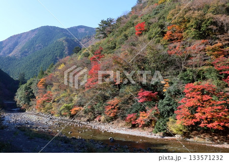 べふ峡　国道沿いで色づく紅葉　（高知県　香美市） 133571232