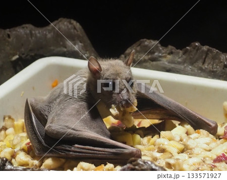 エジプトルーセットオオコウモリ 133571927