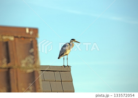 Grey heron perched on roof with clear blue sky Grey heron perched on roof with clear blue sky 133572054