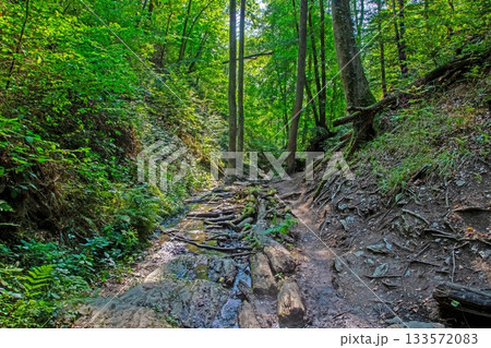 Forest creek with exposed roots and rocks in summer 133572083
