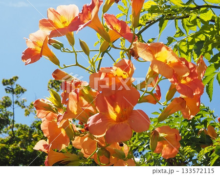 ノウゼンカズラ ノウゼンカズラ 133572115