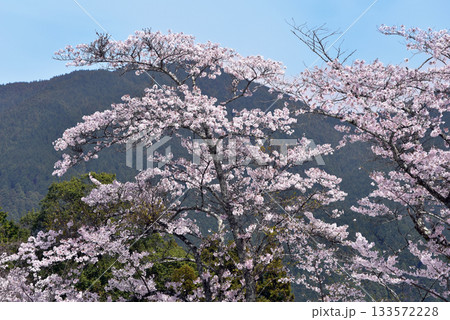 談山神社　多武峰の桜 133572228