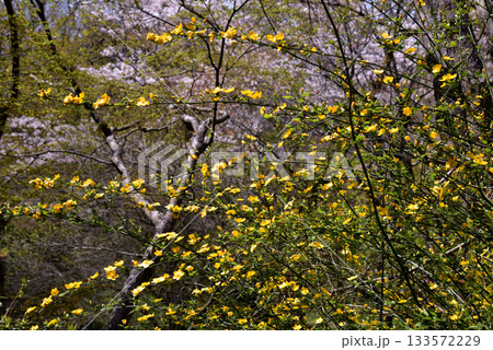 春の黄色い花 山吹 春の黄色い花 山吹 133572229