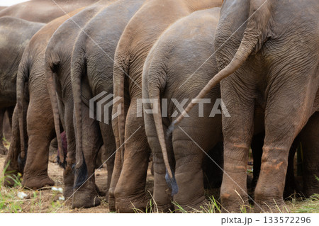 A herd of elephants stand side by side in a grassland, demonstrating the bonds of family. 133572296